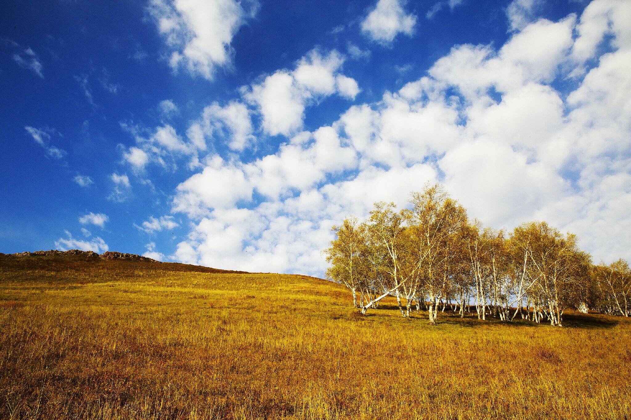 blue planet biomes grassland