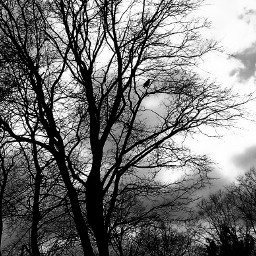 wapblackandwhite sky morning newday tree