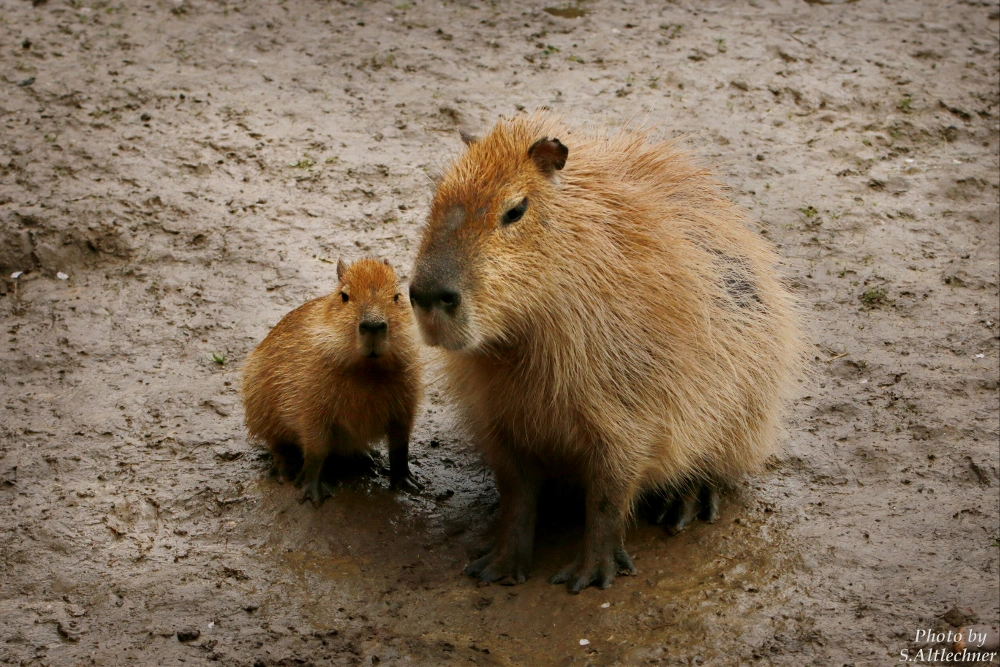 #capybara #baby #photography #animals