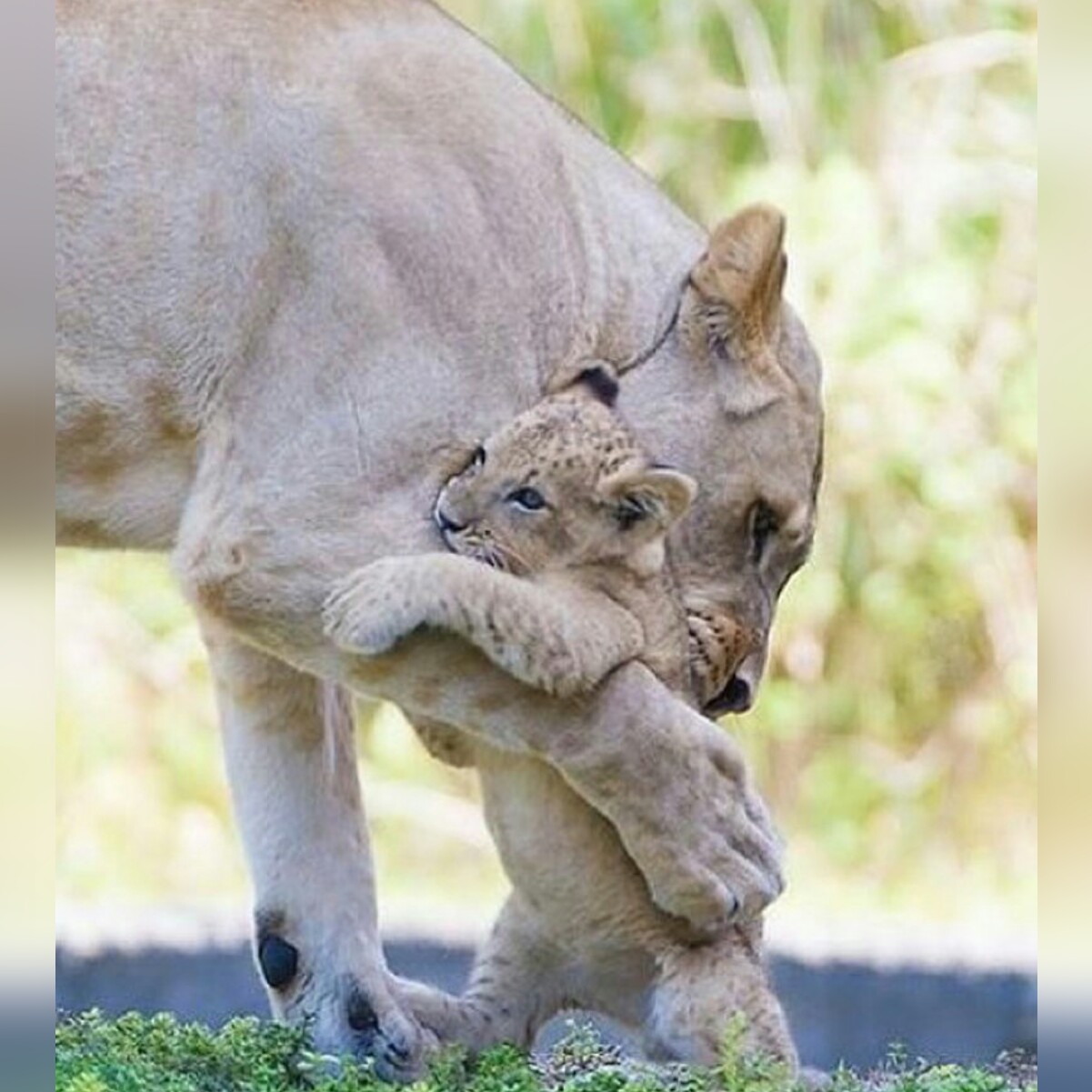 Материнская любовь животных рисунок