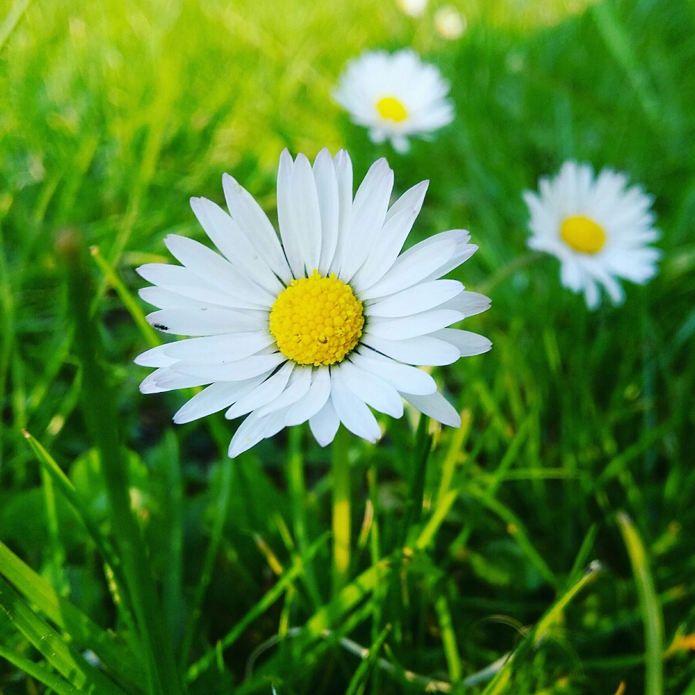#flower #green #white #yellow