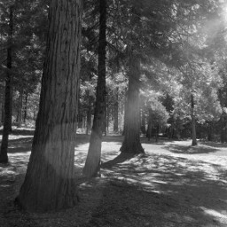 iphone trees forest monochrome blackandwhite