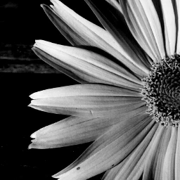  nature blackandwhite photography flower wppwhite dpcminimalism freetoedit